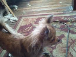 Emails are discouraged until you check our site, www.ohiopuppyrescue.org. Teacup Puppies Pets And Animals For Sale Ohio