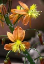 Bulbine was named a 2006 plant of the year by the florida nursery growers and landscape association. Cats Tail Geelkatstert Khomo Ya Ntsukammele Ibucu Intelezi Bulbine Frutescens