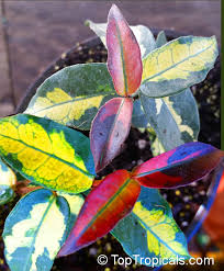 Image result for Trachelospermum