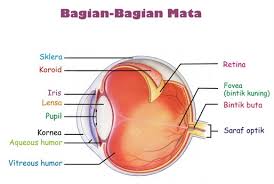 Maybe you would like to learn more about one of these? Struktur Dan Bagian Mata Manusia Info Pendidikan Dan Biologi