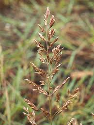 Image result for Agrostis