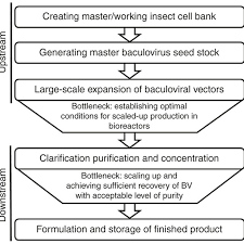 Flow Chart Of The Manufacturing Process Of Baculovirus For