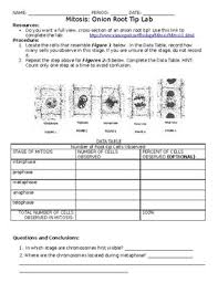 Learn vocabulary, terms and more with flashcards, games and other study tools. Onion Root Lab Worksheets Teaching Resources Tpt