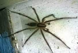 See full list on usaspiders.com Grass Spider What S That Bug