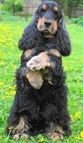Black And Brown Cocker Spaniel Engelse Cocker Spaniel Chocolate Google Zoeken Cocker Spaniel Breeds Cocker Spaniel Cocker Spaniel Dog