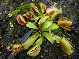 Without a winter dormancy, venus flytraps will weaken and eventually die. All About Venus Flytraps And How To Care For This Carnivorous Plant Dengarden