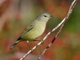 Image result for Blotiella currorii