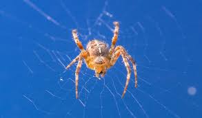 Spiders found in north carolina include 48 unique species from confirmed. Orb Weaver Spiders Facts Pictures Habitat Information