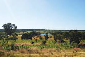 Image result for Dichapetalum rhodesicum