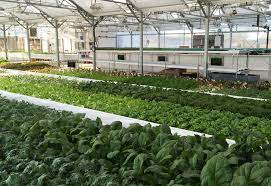 Aquaponic Farming Training The Aquaponic Source