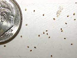 Hire the best pest control services in san diego, ca on homeadvisor. How To Deal With The Tiny Itch Inducing Bird Mite Wiscontext