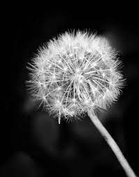 Make A Wish This Black And White Dandelion Photo Would Be Great As Home Decor Macro Photography Flowers White Dandelion Flowers Photography
