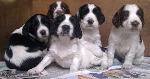 English Springer Spaniel puppies for sale near me
