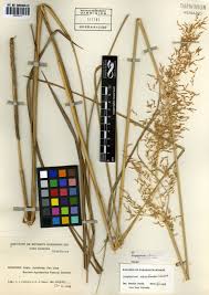 Image result for Sorghastrum stipoides