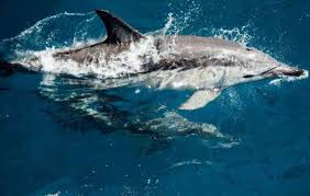Content updated daily for animal certificates. Certificates Veterinary Education College Of Veterinary Medicine University Of Florida
