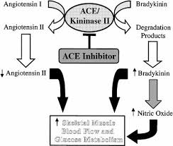Image result for ACE Inhibitor