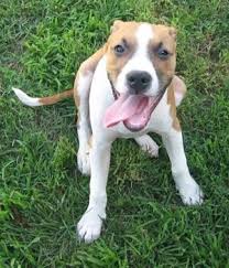 Black And White Pit Bull Boxer Boxer Pitbull Mix Dog Pets Gallery Blog Pitbull Boxer Pitbull Boxer Mix Pitbulls