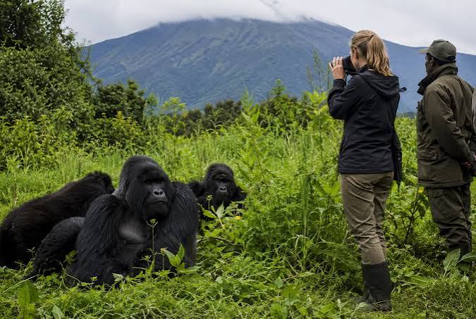 3 Days Gorilla Trekking Fly-In Express