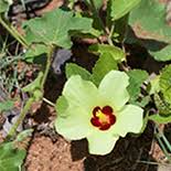 Image result for Hibiscus physaloides