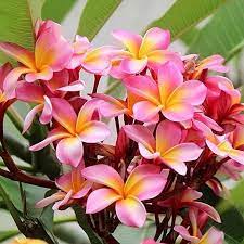 Pin On Plumeria Tree