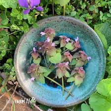 How to get rid of purple deadnettle. 9 Things To Make With Purple Dead Nettle