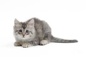 The turkish angora is a highly active cat that wants to interact with their companions. Turkish Angora Kitten Photograph By Jean Michel Labat