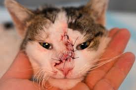 Below are some of the most common symptoms seen in domestic cats: Mass Lesion In Dogs And Cats