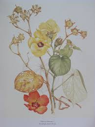 Image result for Hibiscus tiliaceus