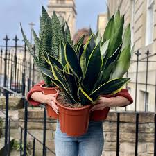 Image result for Sansevieria