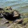 Swimming Bans Issued at Schleswig-Holstein Beaches and Lakes Due to Toxic Blue-Green Algae and Bacterial Contamination