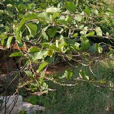 Image result for Polhillides