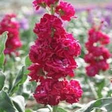 Free shipping on orders over $25 shipped by amazon. Fragrant Stocks Flower Seeds