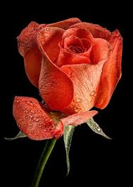 Maybe you would like to learn more about one of these? Download Flowers Roses Gif Free For Android Flowers Roses Gif Apk Download Steprimo Com