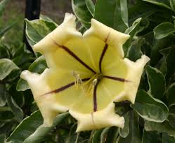 Image result for Solandra maxima