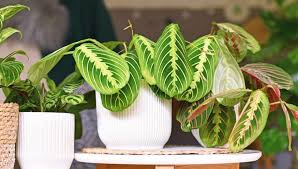 Image result for maranta