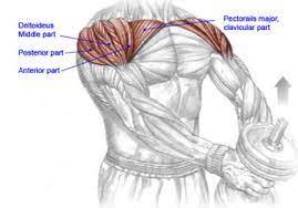 Use an overhand grip (palms facing your body). Barbell Front Raise Exercise Bodybuilding Wizard