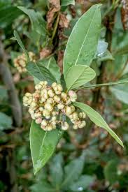 Image result for bay leaf bush foto