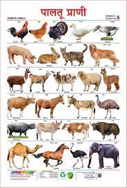 Read and learn all wild, and domestic (pet) animal's names that live in the water as well as land. 14 Animals Ideas Animals Wild Animals Pictures Animals Name In English