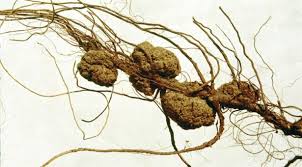 Here, each type of plant tissue cultures is important in various plant transformation studies, and the manipulation of the auxin to cytokinin level of the medium can induce the formation of. What Is Plant Transformation John Innes Centre
