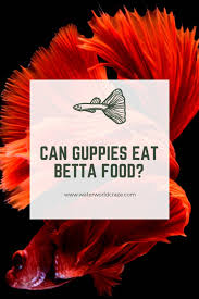 Последние твиты от betta and guppy fish (@bettaguppyfish). Can Guppies Eat Betta Food They Shouldn T Waterworld Craze