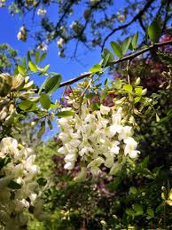 Image result for Acacia