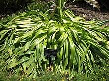 Image result for Drimia calcarata