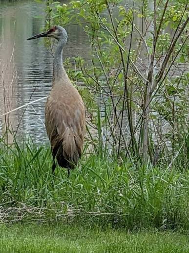 I just have to share these sandhill cranes who have been enjoying my  backyard! They are so AWESOME! Big ancient beings and this year with 2  chicks!! They are eating well. We