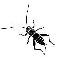 A Vector Illustration Of A Cricket Insect In Black And White Cricket Insect Vector Art Vector Illustration