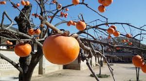 I like to sprinkle some cinnamon on top of my persimmon smoothie before serving. How To Eat A Persimmon What Do Persimmons Taste Like