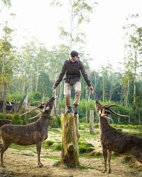 Ranca Upas Raya Ciwidey Patengan Rancabali Bandung Jawa Barat Tempat Camping Penginapan Murah Di Wisata Kemah Harga Tiket Tenda Kolam Renan Penginapan Penyewaan