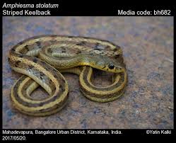 Image result for Amphiasma