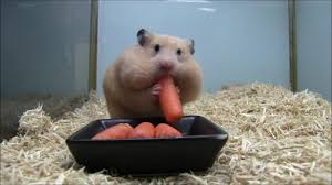 Lustiges Youtube Video Dieser Hamster Hat Die Backen Voll Stern De