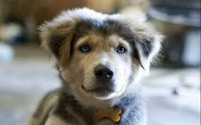 The australian shepherd is an aggressive, courageous dog that does well in most environments. Golden Retriever Husky Mix Meet The Beloved Goberian My Dog S Name