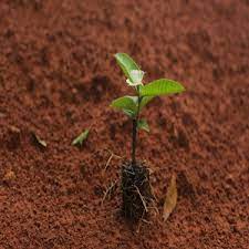 Maybe you would like to learn more about one of these? Taiwan Pink Guava Plant Online Plants Nursery Plants Online